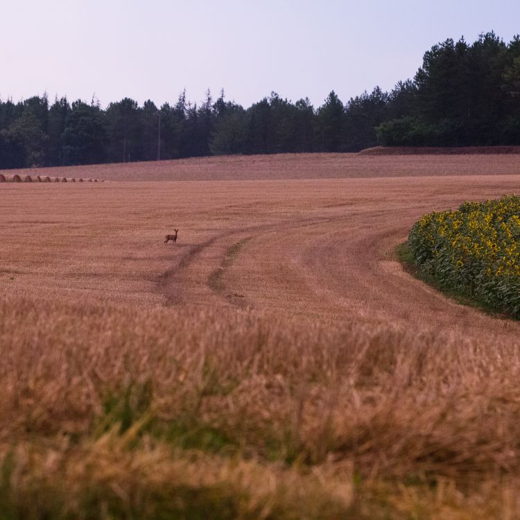 hert in het veld