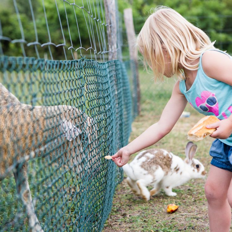 schapen voeren